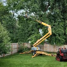 How Our Tree Care Process Works  in  K I Sawyer, MI