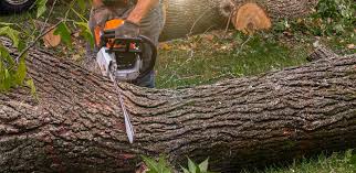 Reliable K I Sawyer, MI Tree Removal Services Solutions